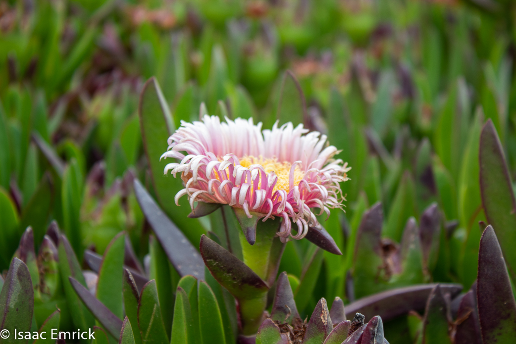 Beach Succulent Flower 3