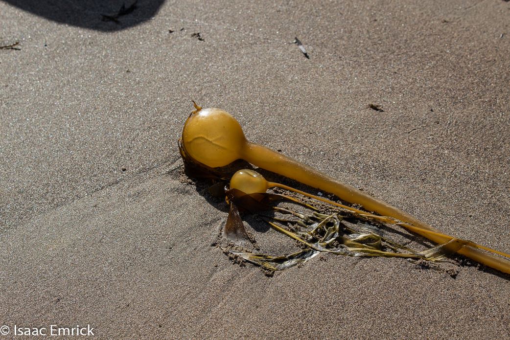 Beached Kelp, Help