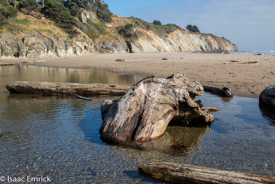 Bowling Ball Beach Driftwood