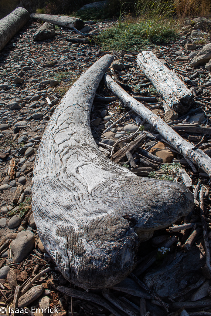 Bowling Ball Beach Driftwood 3