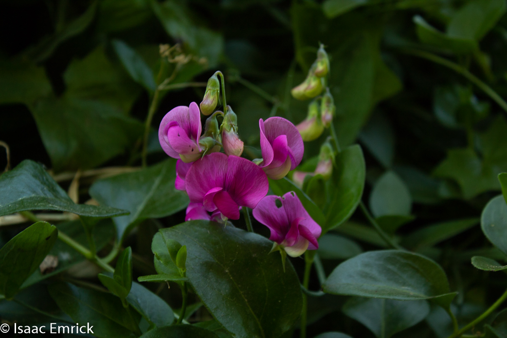 Hidden Sweetpea
