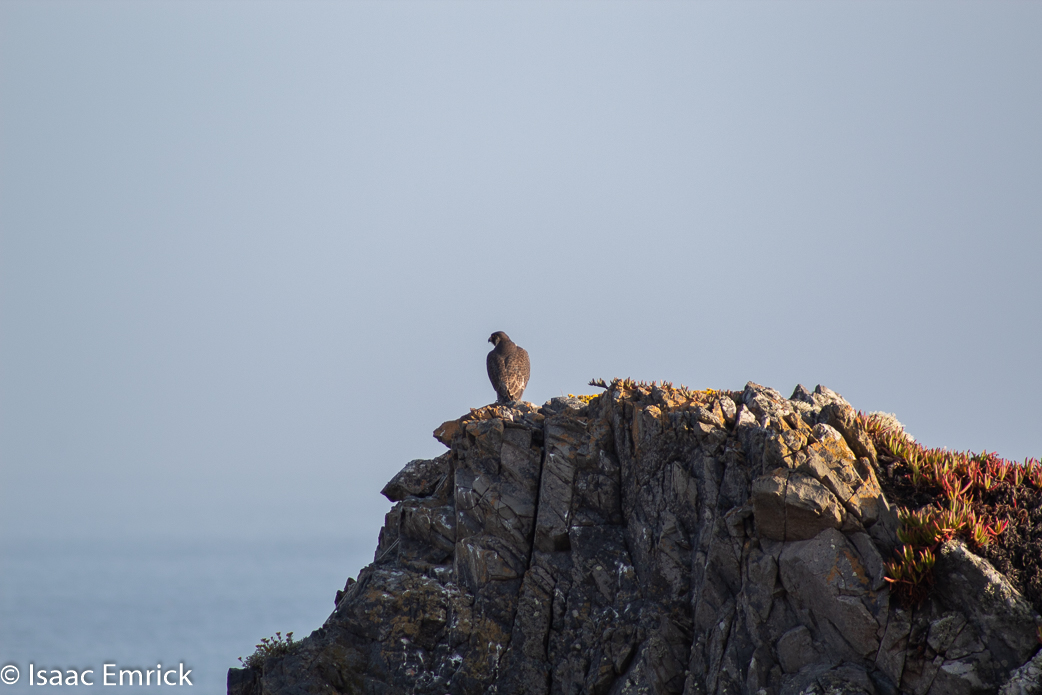 Falcon over Rock Point