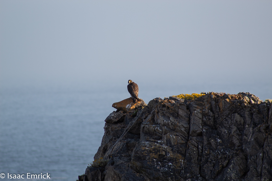 Falcon over Rock Point 3