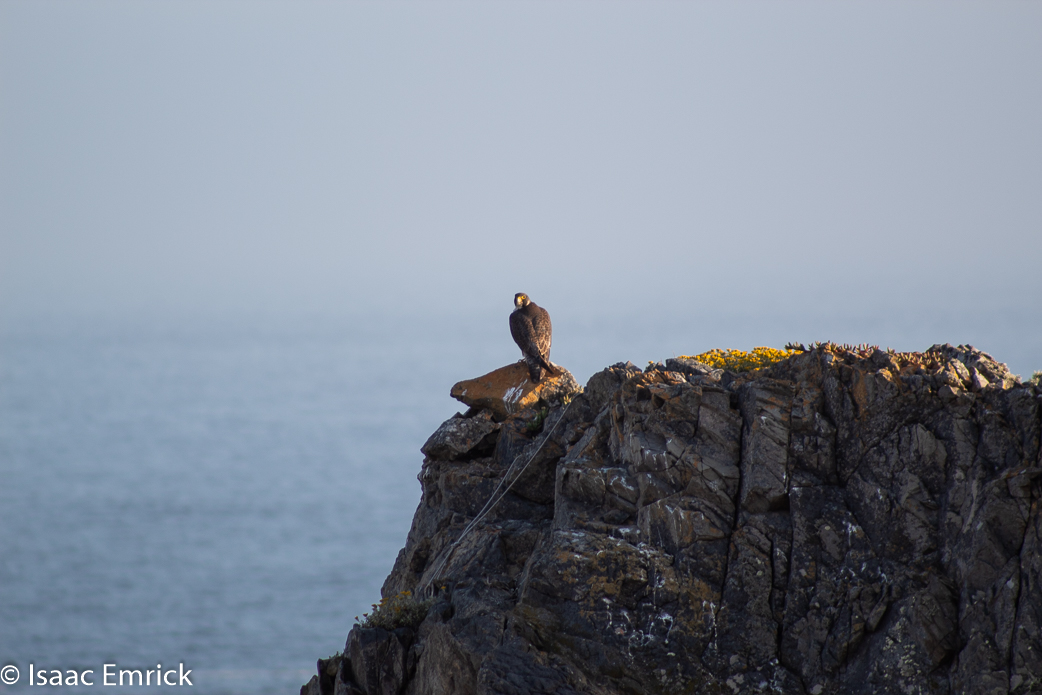 Falcon over Rock Point 5