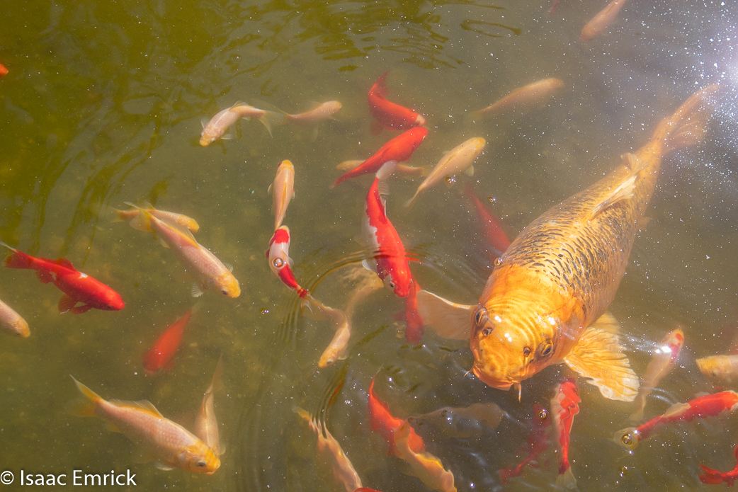 Rosacrician Museum 4