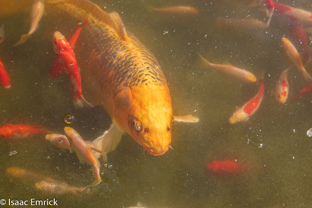 Rosacrician Museum 5